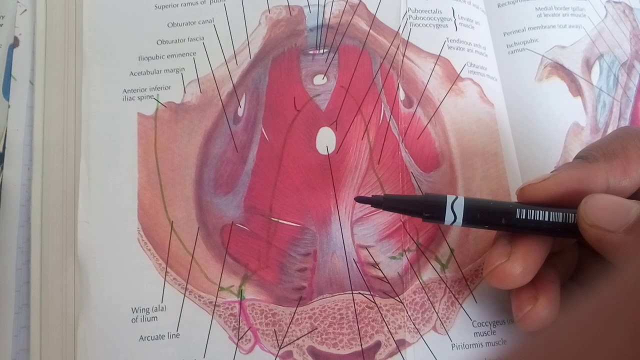PELVIC FASCIA complete explanation in easy waynot written in BD part 1