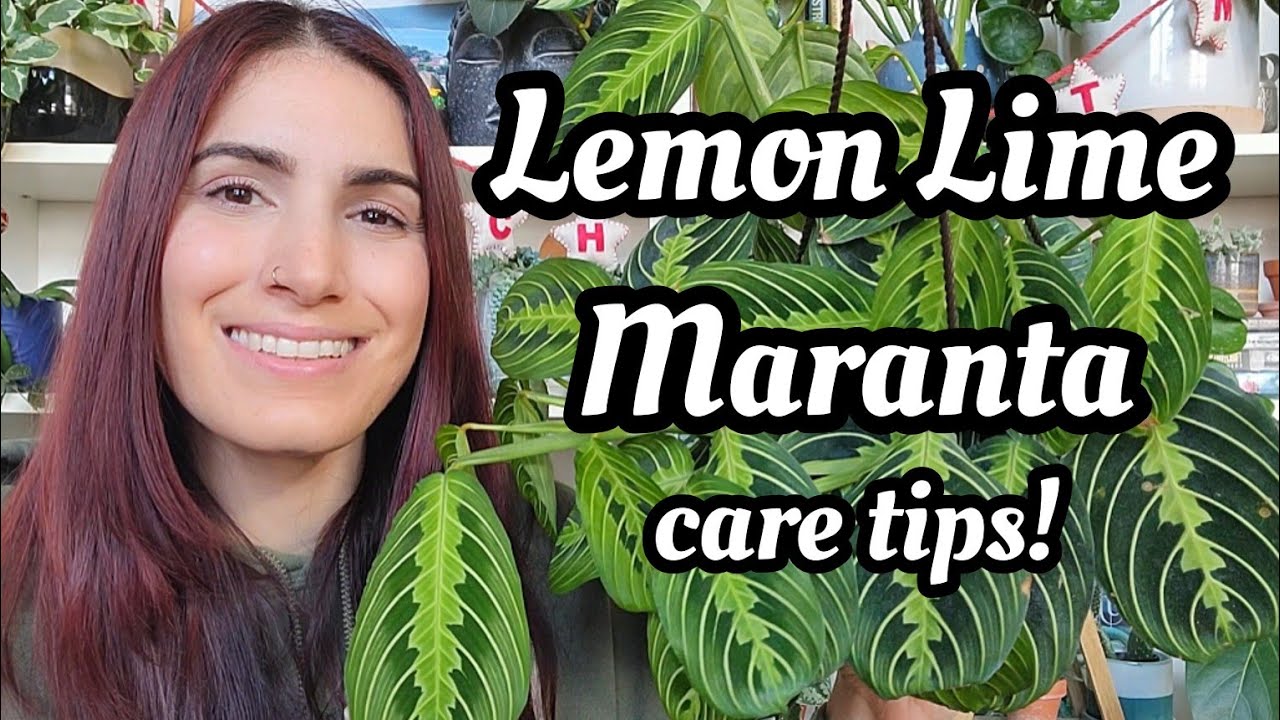 Lemon Lime Maranta Care Tips!! 🪴 how to keep them happy & growing!! PLANTMAS Day 19 ☃️🎄