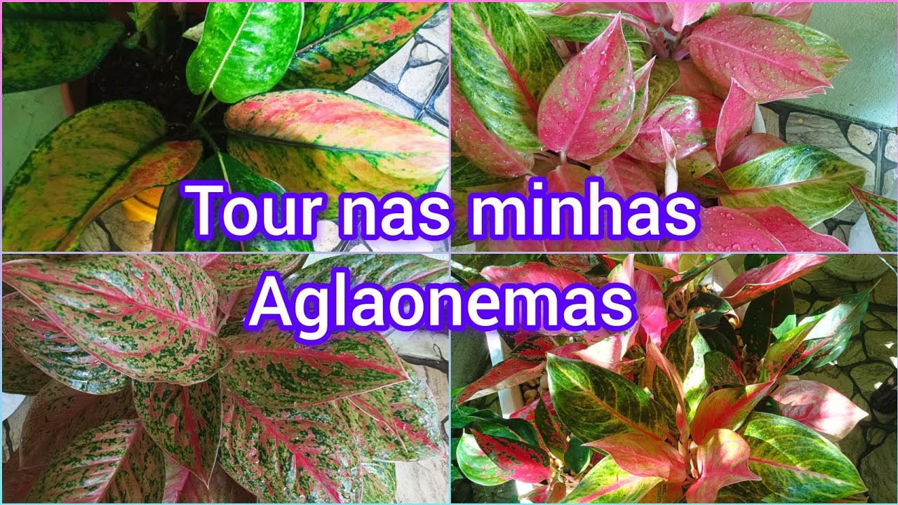 ELAS SÃO DE FÁCIL CULTIVO E MUITO DECORATIVAS🌱☺️