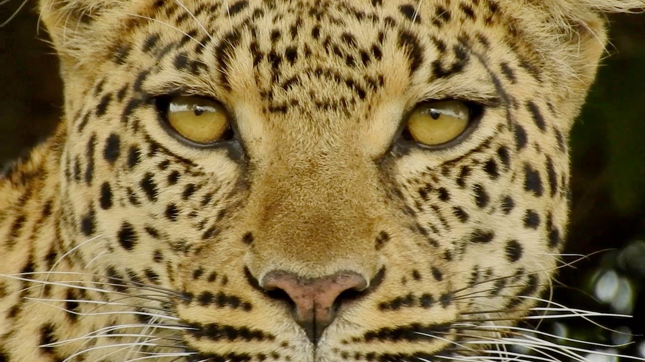 Okavango Delta - mit wilden Tieren hautnah
