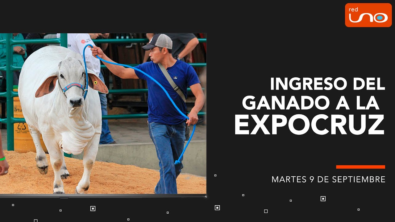 COMIENZA A INGRESAR EL GANADO A EXPOCRUZ 2025