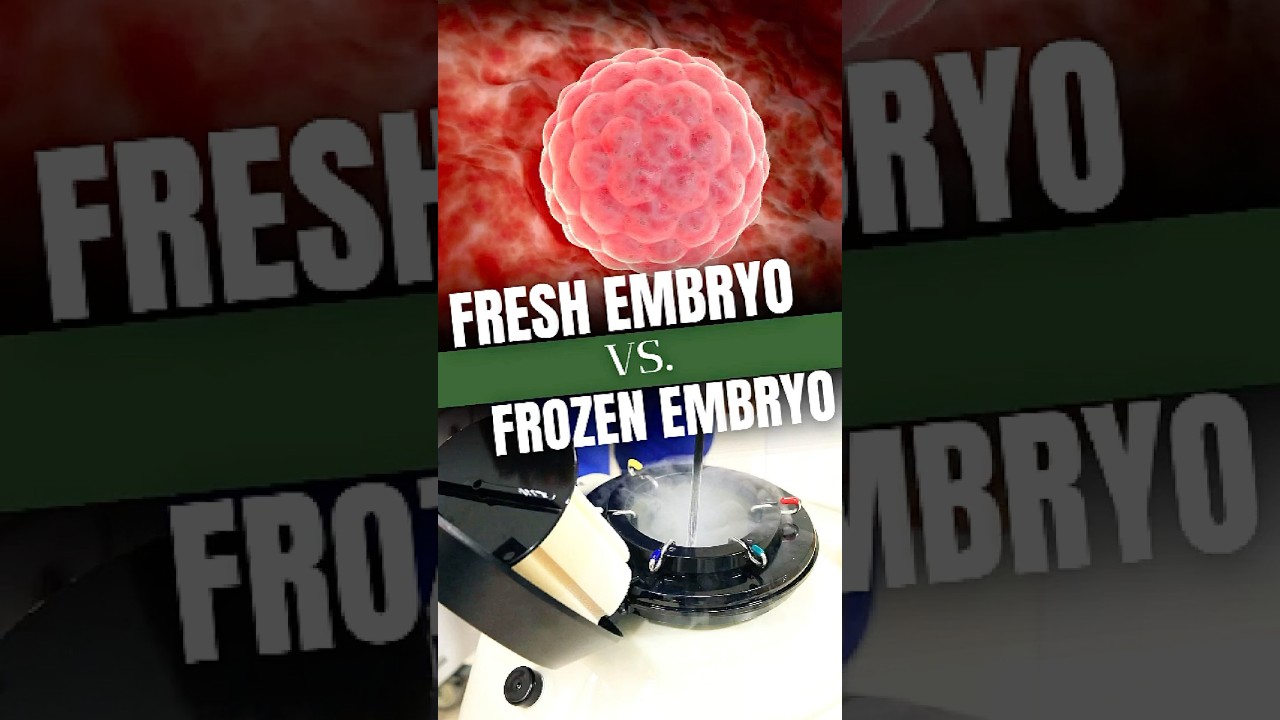 Fresh vs. Frozen Embryo Transfer: Which is Better?