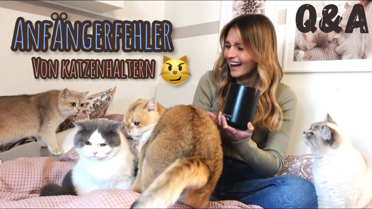 Anfängerfehler von Katzenhaltern (Q&A) | sinascolorcats