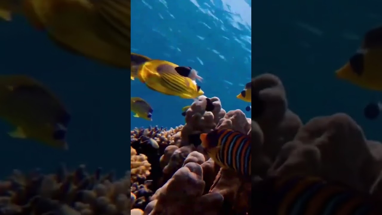 Tranquil water sounds to calm and soothe 