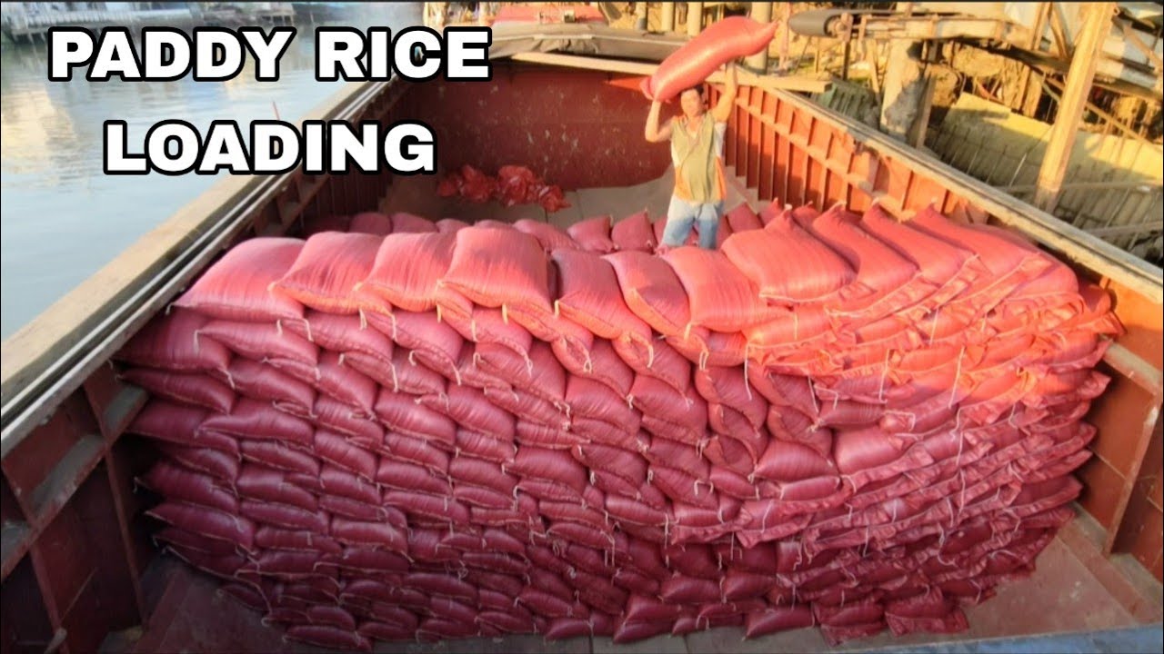 Loading Paddy Rice by Hand on a River Cargo Ship