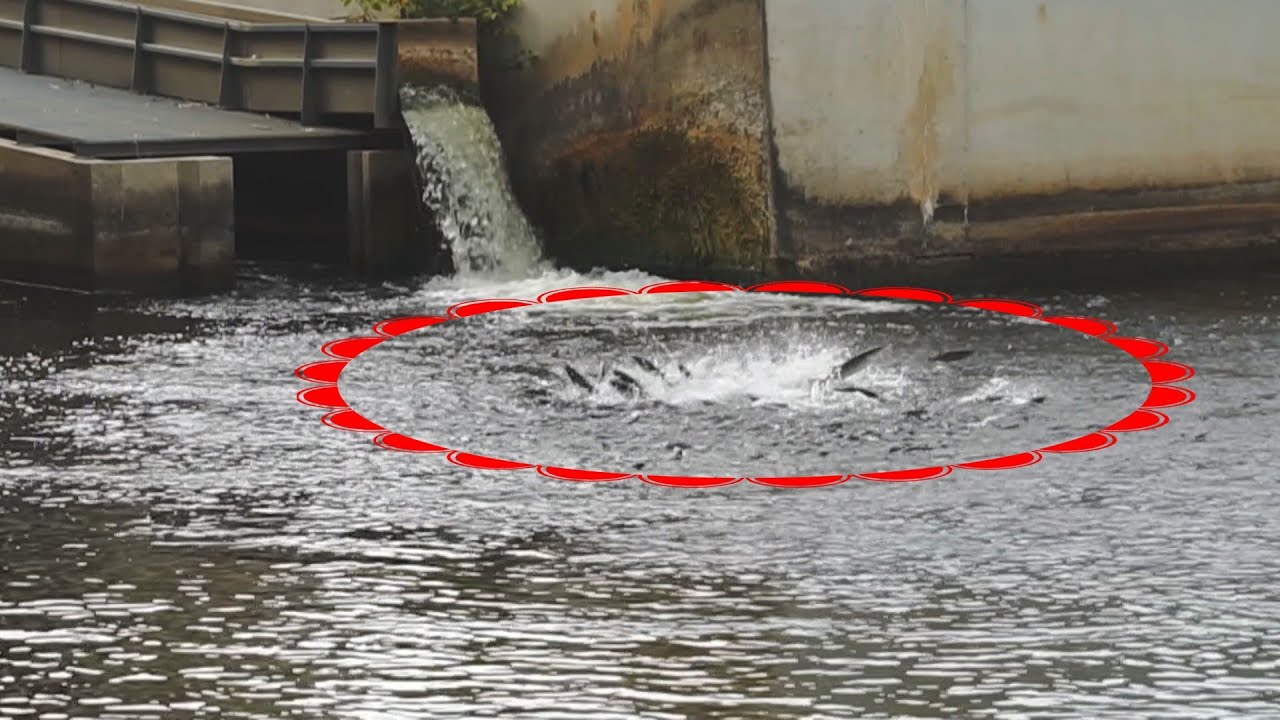 INCROYABLES CHASSES de SILURES sur des MILLIERS de MULETS