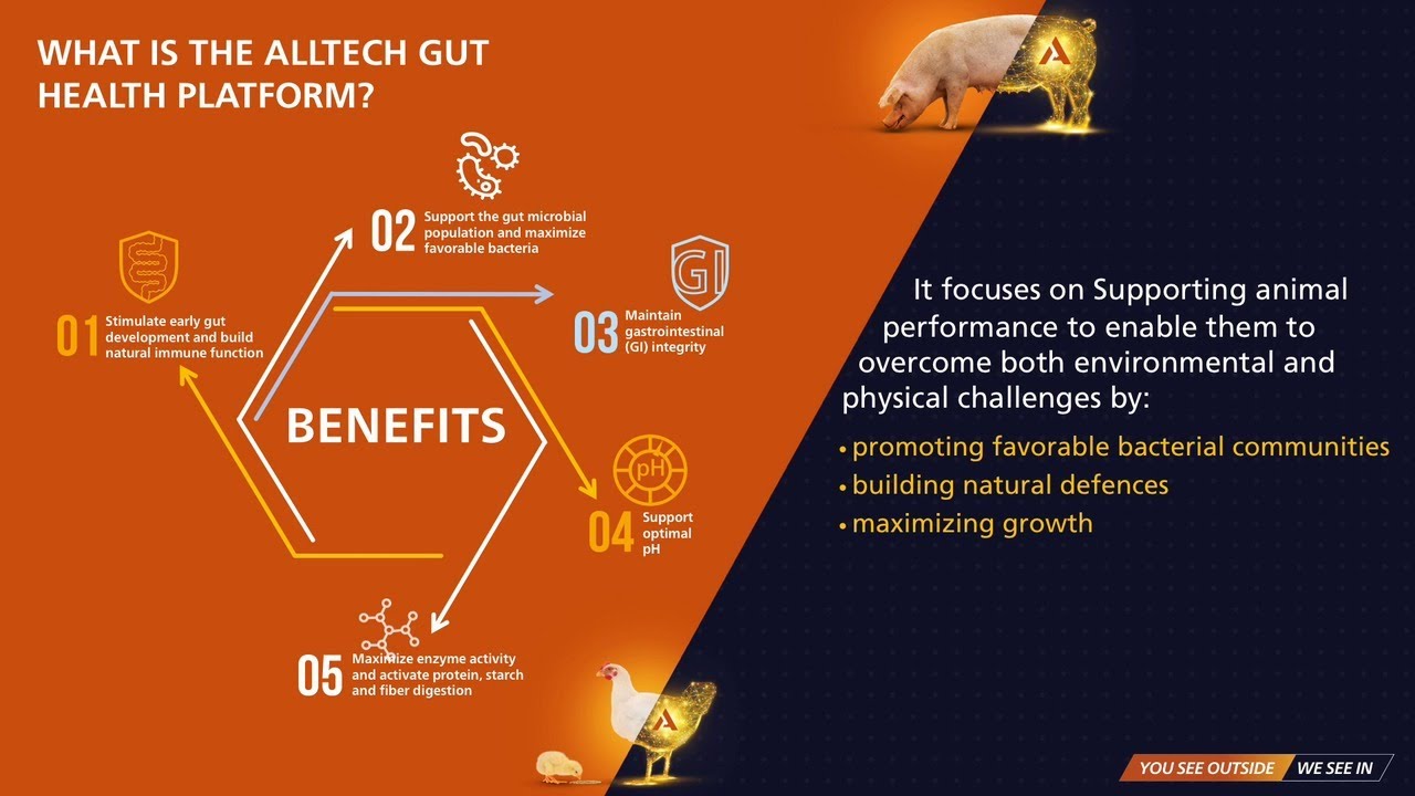 What is the Alltech Gut Health Platform?