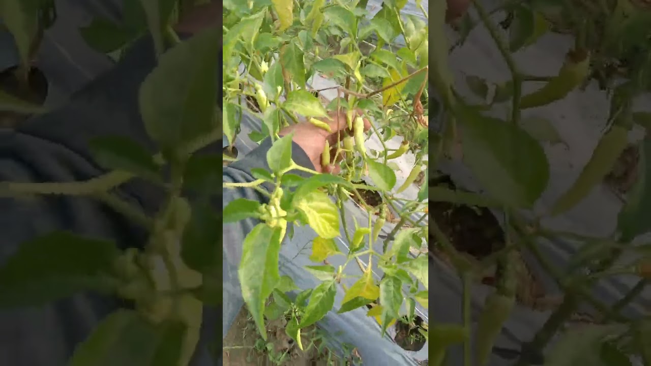 Cabe Kena Busuk Batang Dan Layu Fusarium. #layufusarium #busukbatang #petanicaberawit #petanicabe