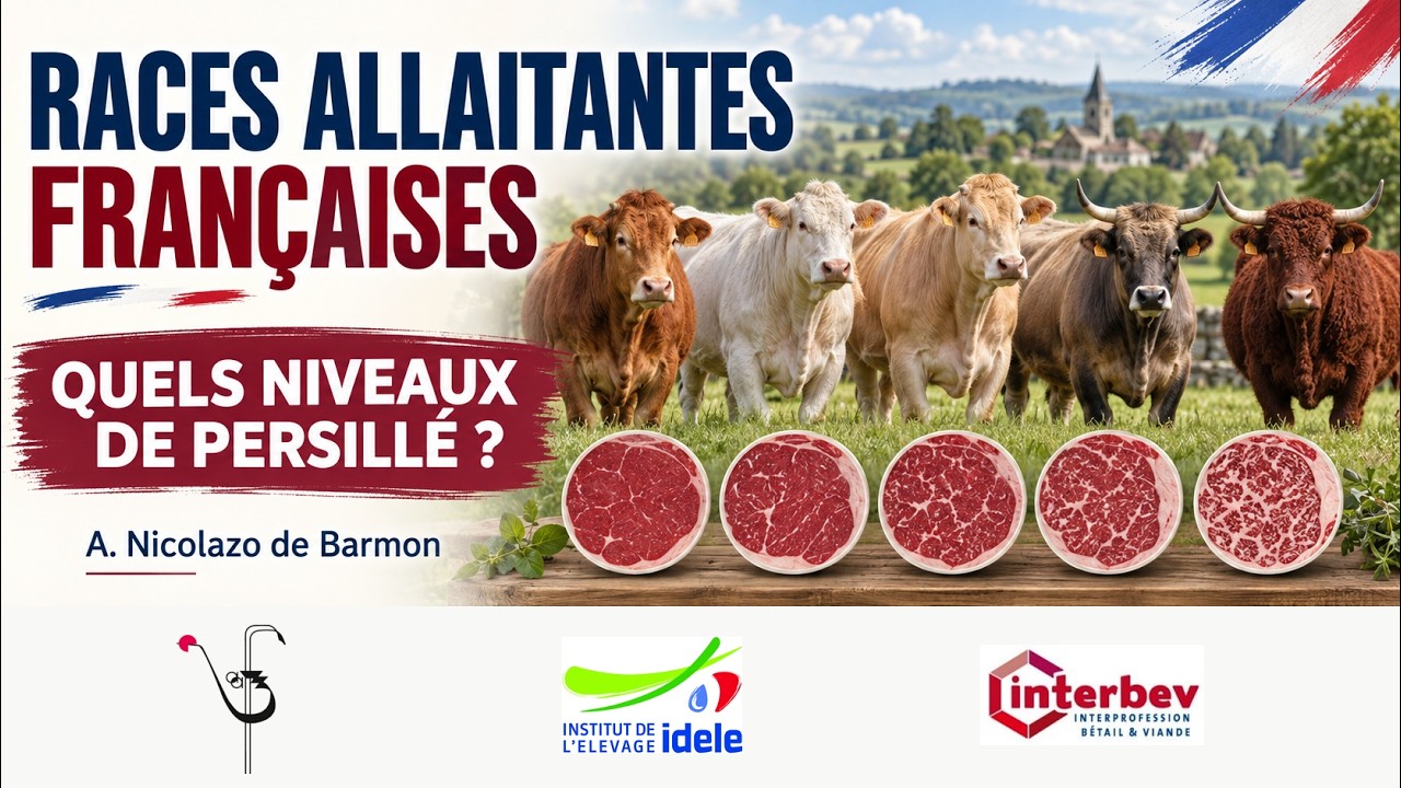 Quels niveaux de persillé des bovins de races allaitantes françaises ? A. Nicolazo de Barmon, IDELE