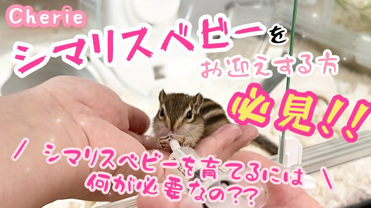 シマリスベビーのお迎え時に揃えるべきものとは?