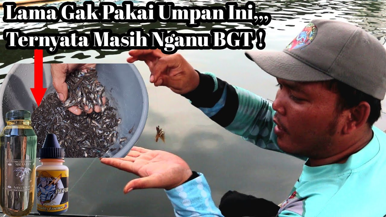 IKAN CERE BERANI TAMPIL DI EVENT GEDE || BEGINI RACIKANNYA !