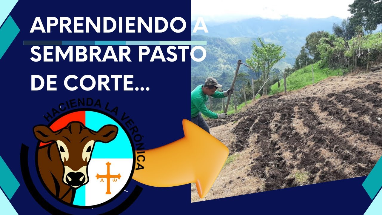 APRENDIENDO A SEMBRAR MI PASTO DE CORTE