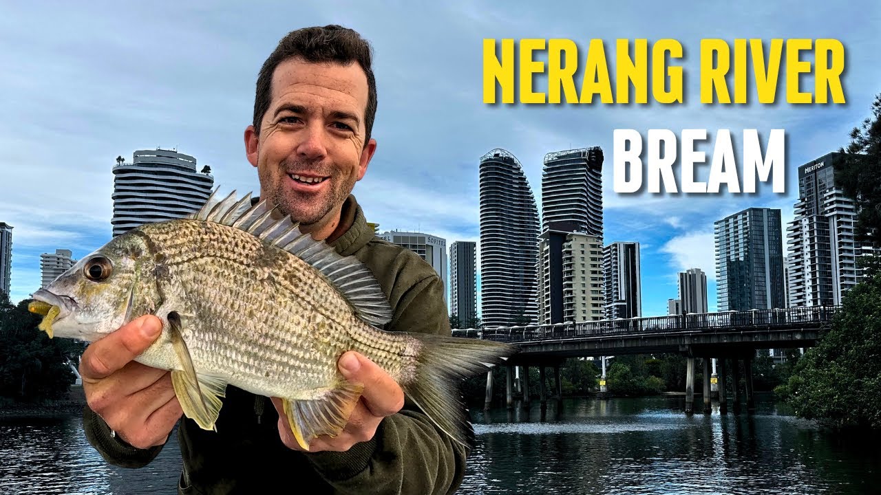 Nerang River | Bream on soft plastics