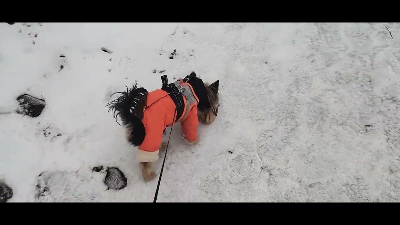 ПЕЧАЛЬНАЯ ГОДОВЩИНА... ХАРЬКОВ. САЛТОВКА 24 февраля 2026 г. ДОБРОЕ УТРО 🙏🐕🙏🐕🙏