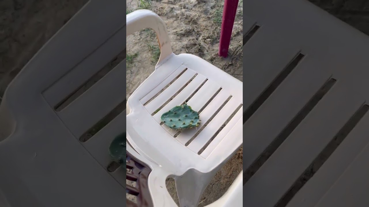 la plante