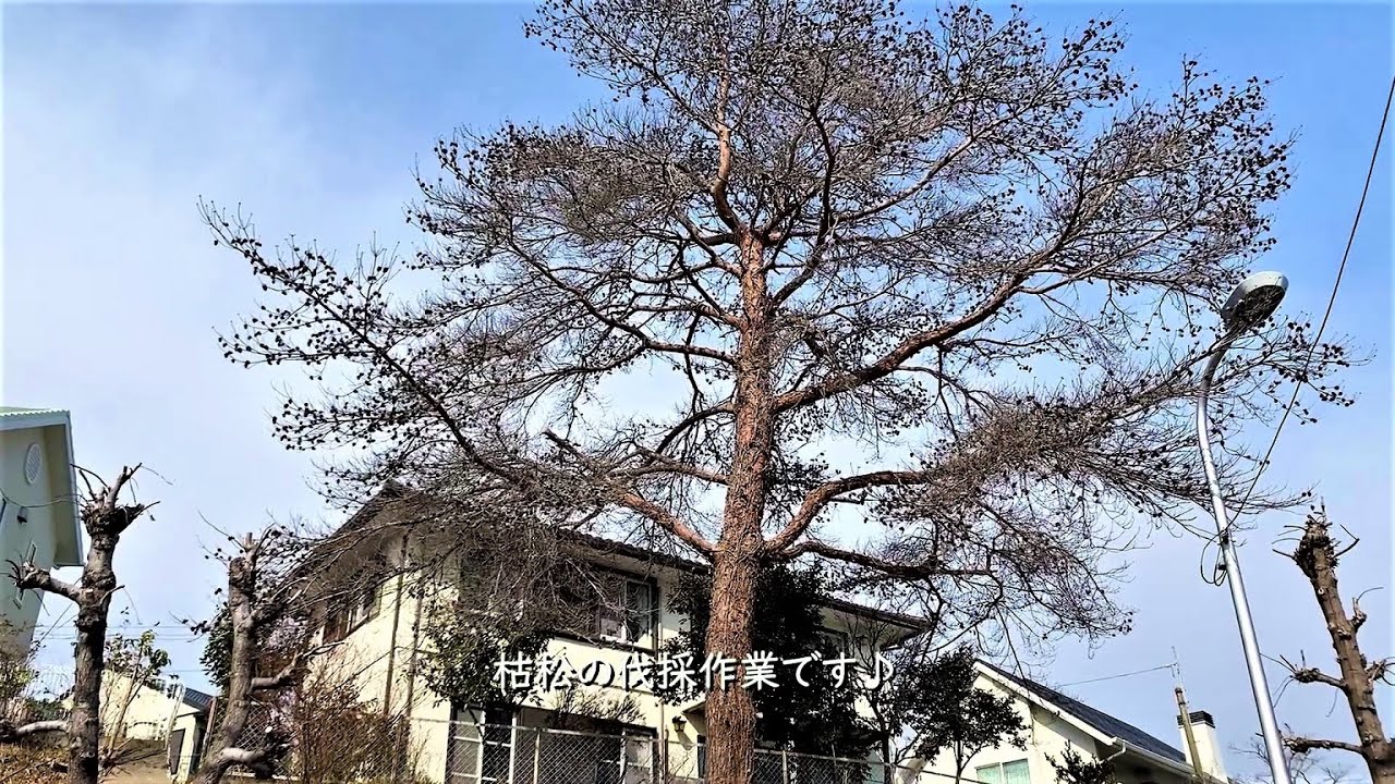 大きな枯松の特殊伐採♪　宝塚市