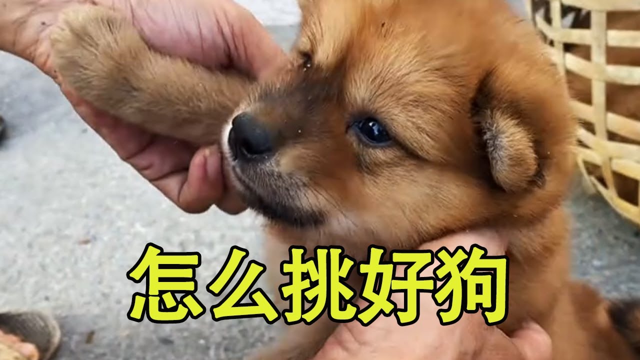 老师傅的选狗秘诀！只要看过一遍，你就能挑选到好狗 #狗市 #养狗经验分享