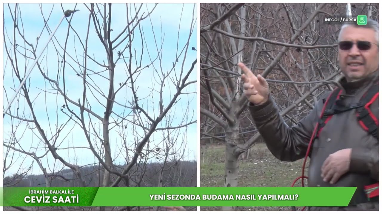Ceviz Bahçesinde Yeni Budama Teknikleri ve Karşılaştırma