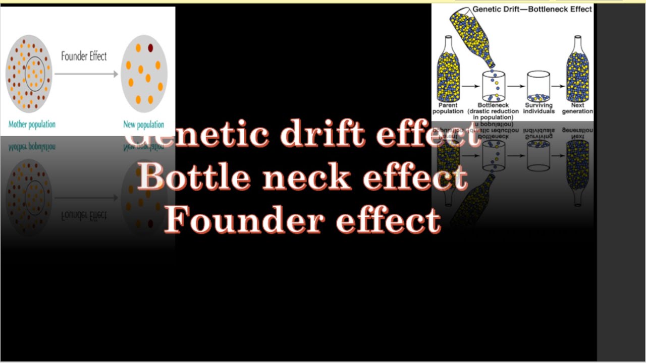 Sewall wright effect//Genetic drift effect