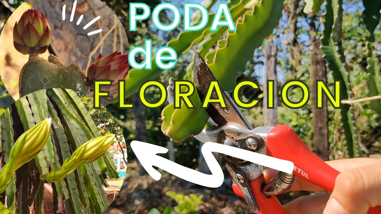 PODA DE FLORACION PITAHAYA. DRAGON FRUIT. como incentivar floración de pitahaya