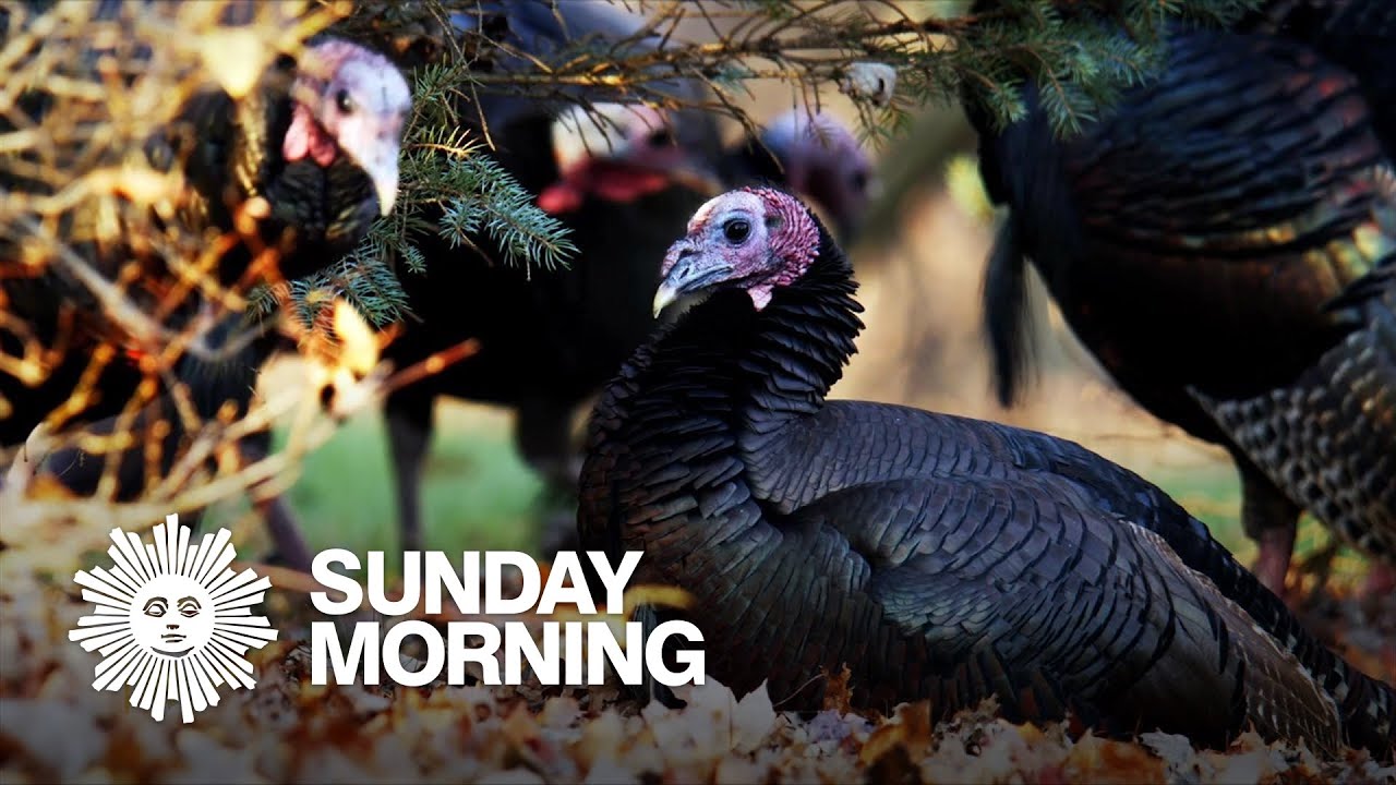 Nature: Turkeys in Ohio