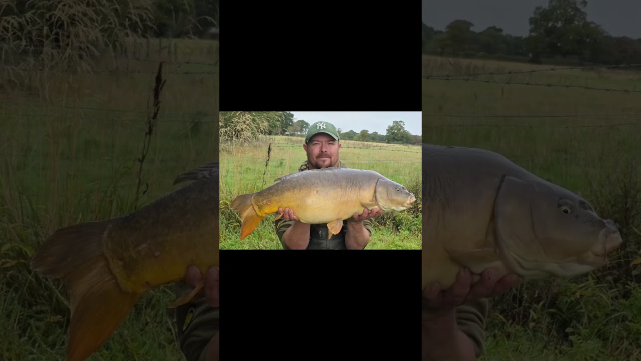 more of seeswood pool 🎣😁 #madbaits #mpleadshed #platinumtackle
