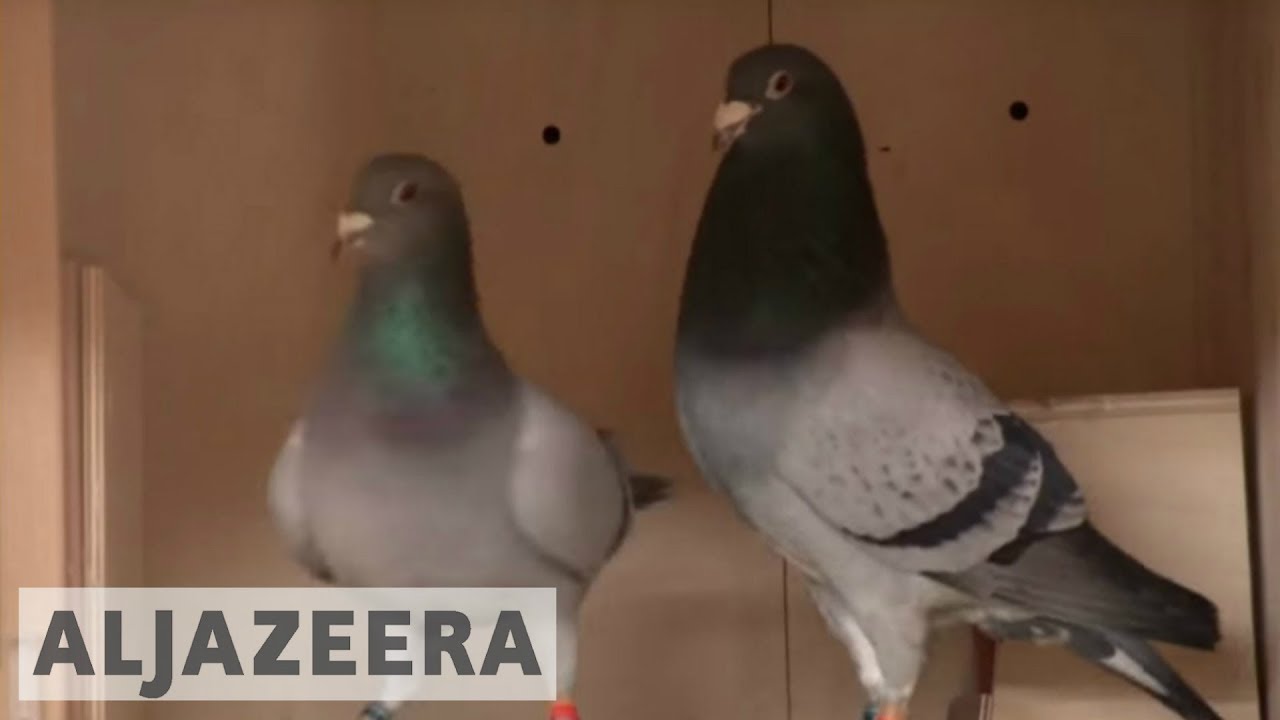 Chinese billionaires are obsessed with Belgian racing pigeons