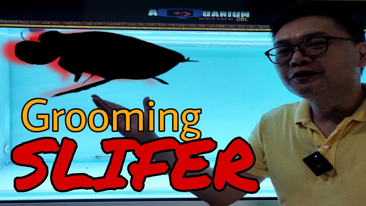 Grooming a Super Red Arowana - Stage 1