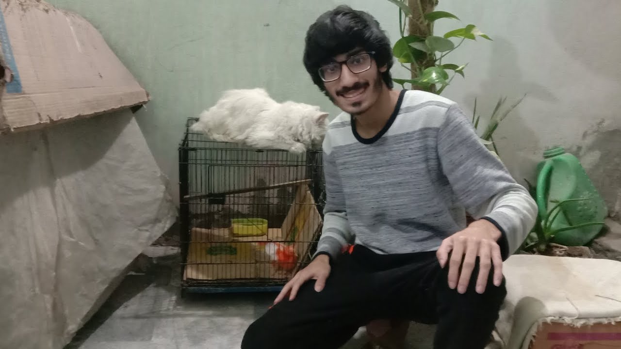 Cage Ke Uper Cat 🐱 Nichay Chick 🐥