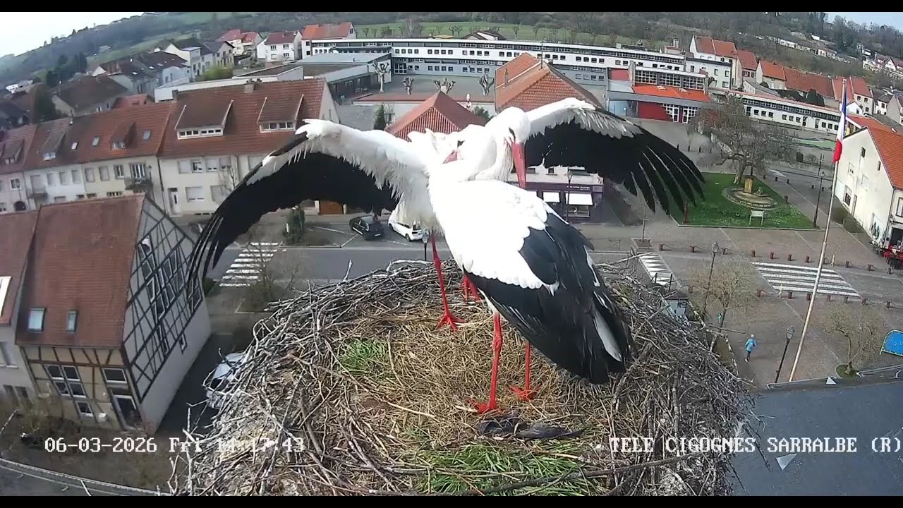 Sarralbe/FR        Maurice took a bath somewhere and then returned to the nest.
