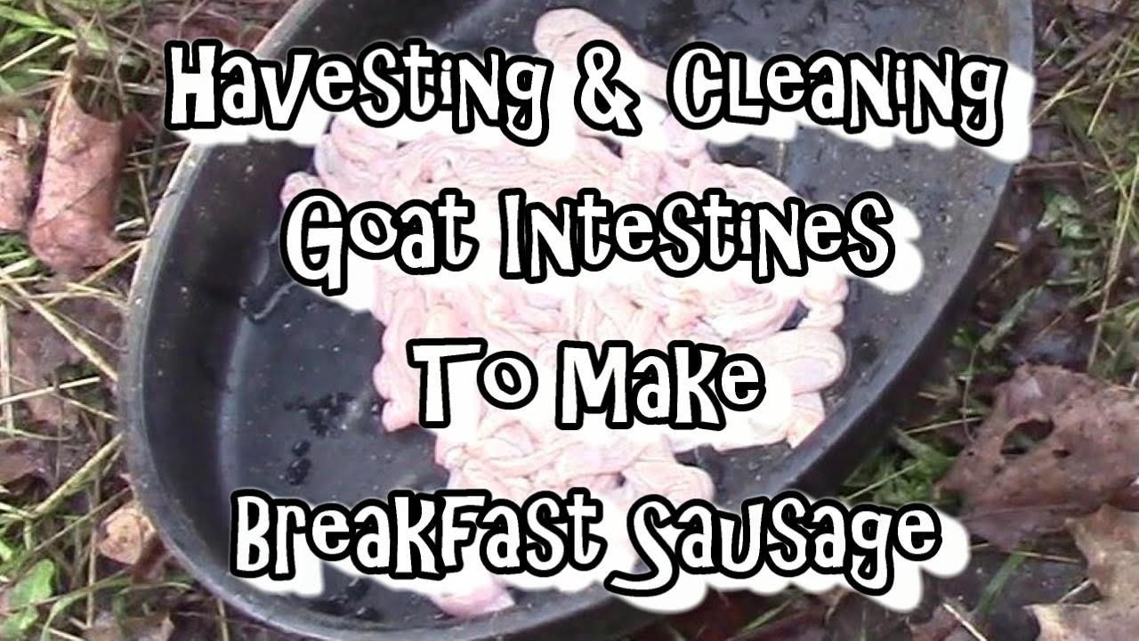 Harvesting & Preparing  Sausage Casings!!