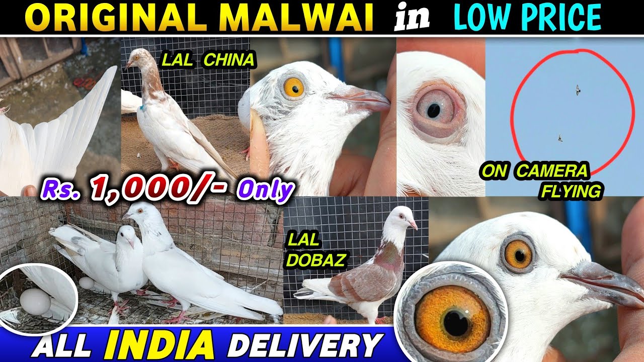 Malwai Pigeon Sale of Pratap Bhai(2024) in Low Price | Lalchina/Pili Aankh Punjabi Malwai Kabootar