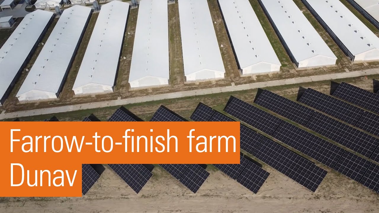 Successful reconstruction of an impressive sow farm operating in a closed system
