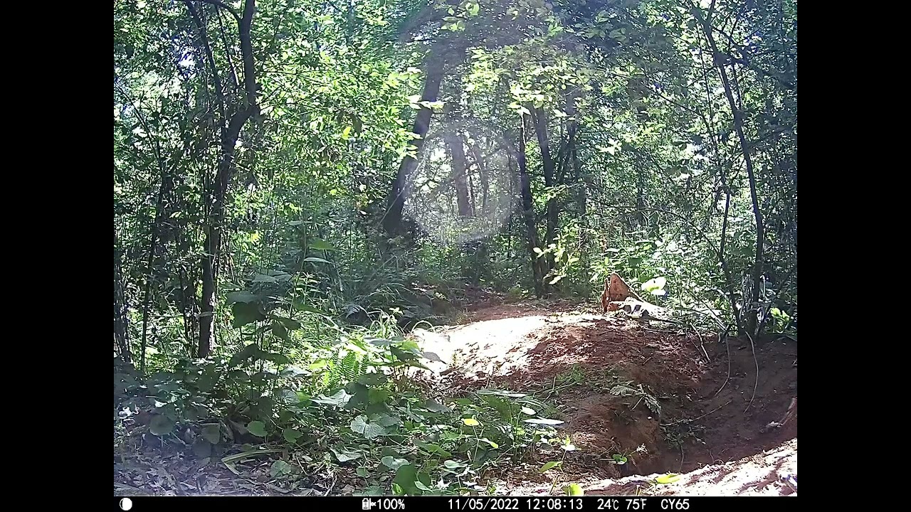 La Volpe è il Picchio nel bosco