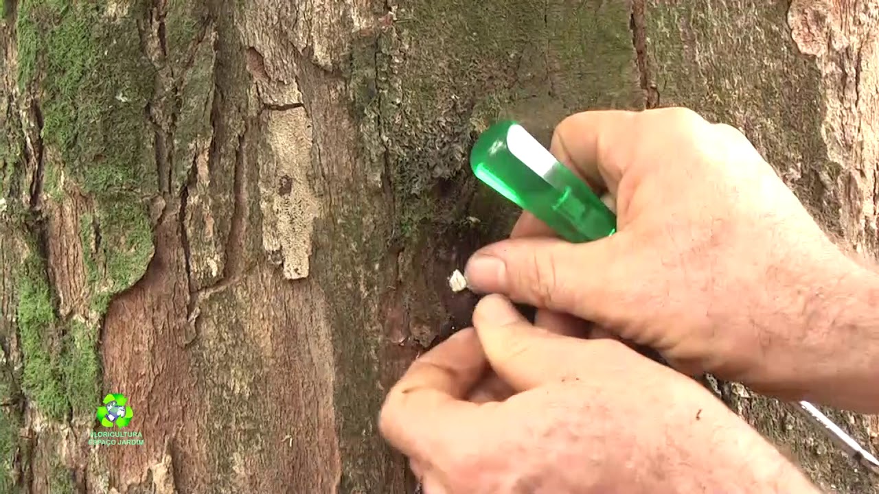 COMO ELIMINAR BROCAS - PAPO NO JARDIM