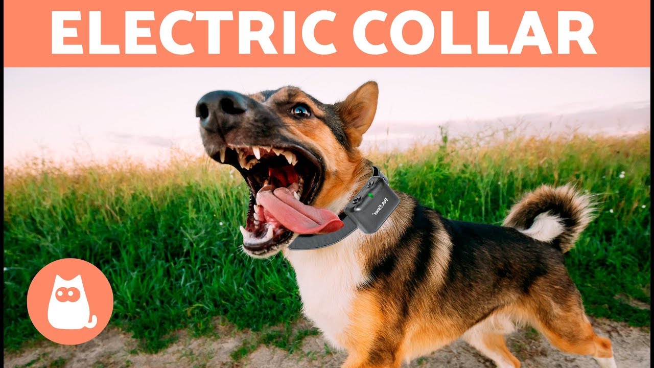 Electric Collar for Dogs - Why Not Use Them?