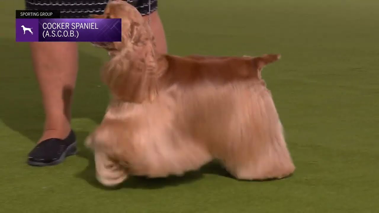 Spaniels (Cocker) A.S.C.O.B. | Breed Judging 2024
