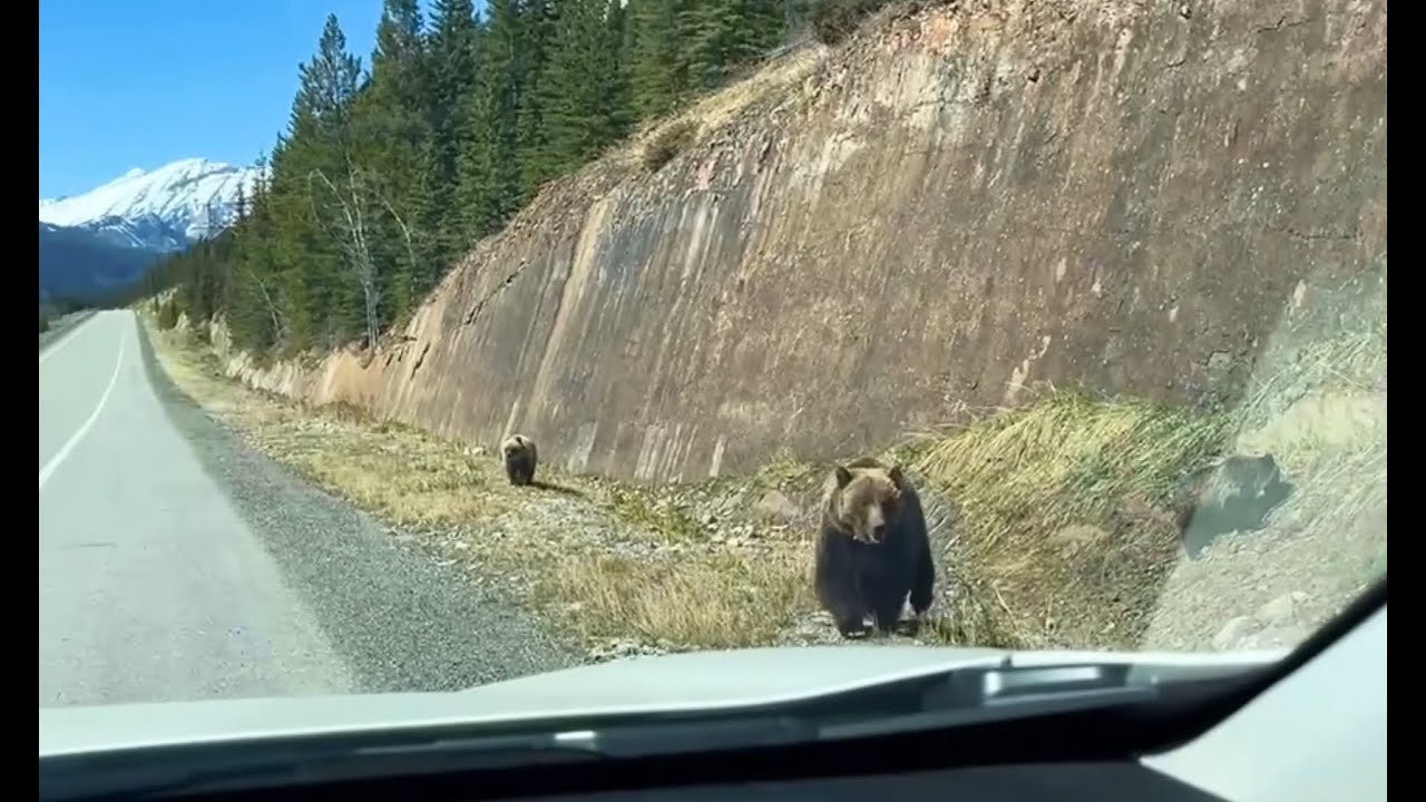 卡纳纳斯基一天见到5只熊、驼鹿和大角羊群 Bear-watching trip in Kananaskis in Ma