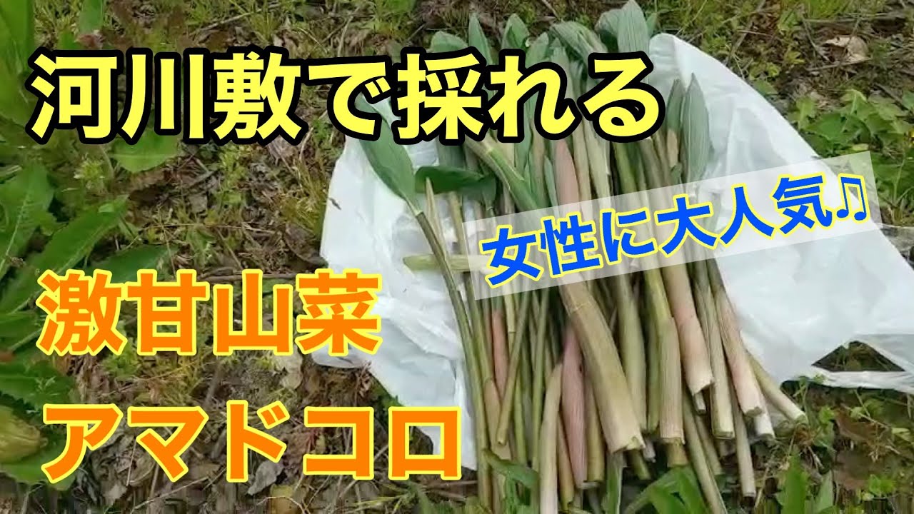 河川敷で超簡単に採れる 【女性が見事に綺麗になる】あの激甘山菜！
