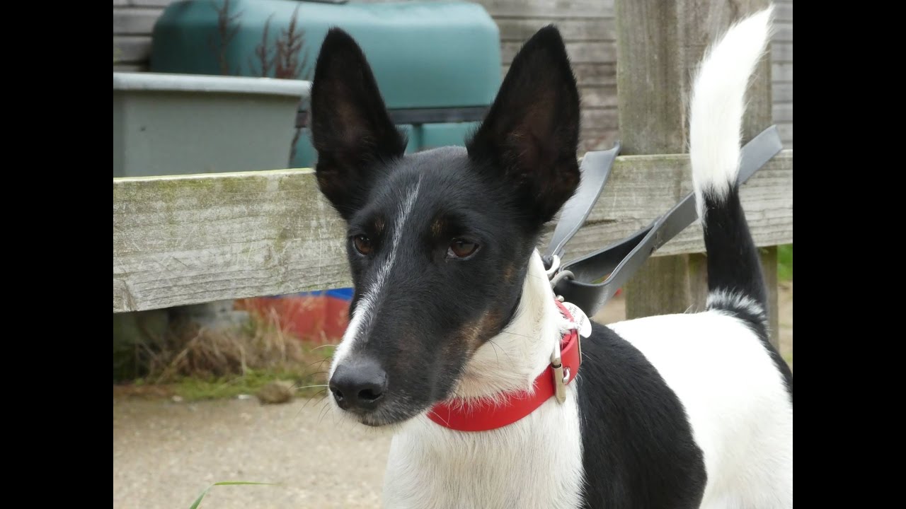 Basil - Fox Terrier - 4 Weeks Residential Dog Training