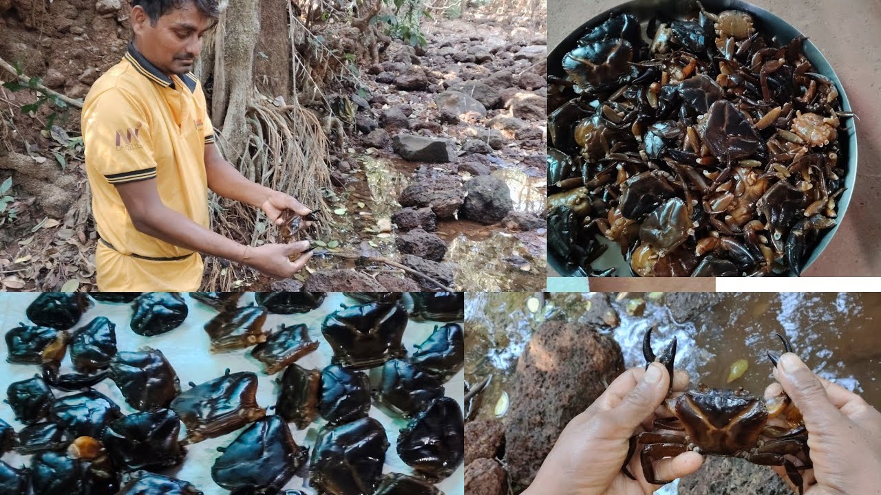 दगडाखालची खेकडी पकडण्याची धमाला.