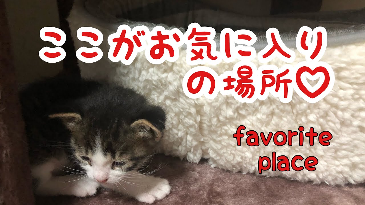 子猫のお気に入りの場所　-懐かしい過去動画-