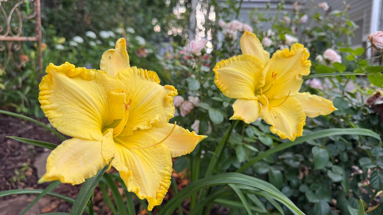 Evening Garden Tour | Grace Rose Farm Update