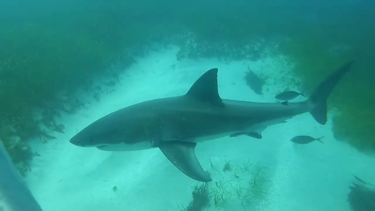Great White Shark Expedition, South Australia. 