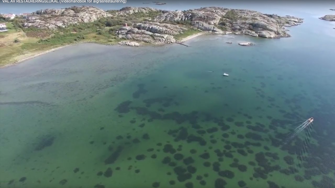 (2/4) SITE SELECTION (Video-guideline for eelgrass restoration in Sweden)
