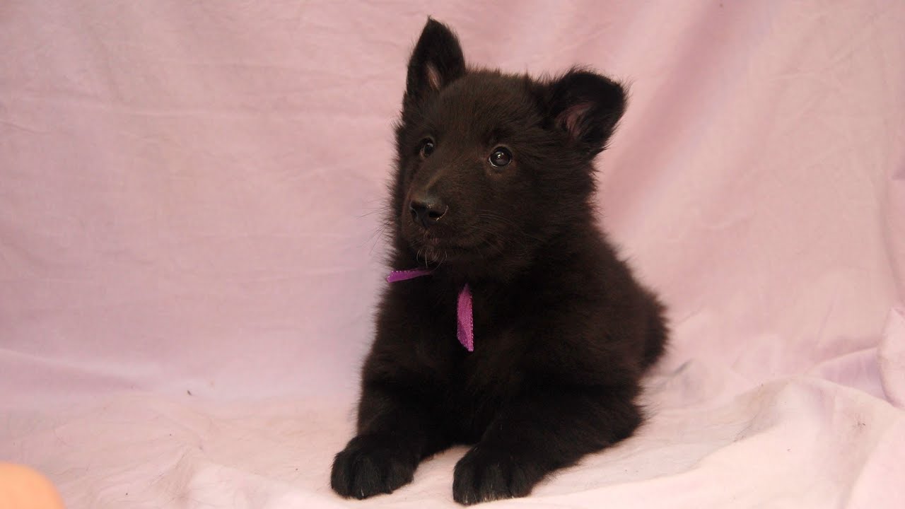 Belgian Groenendael puppy Della