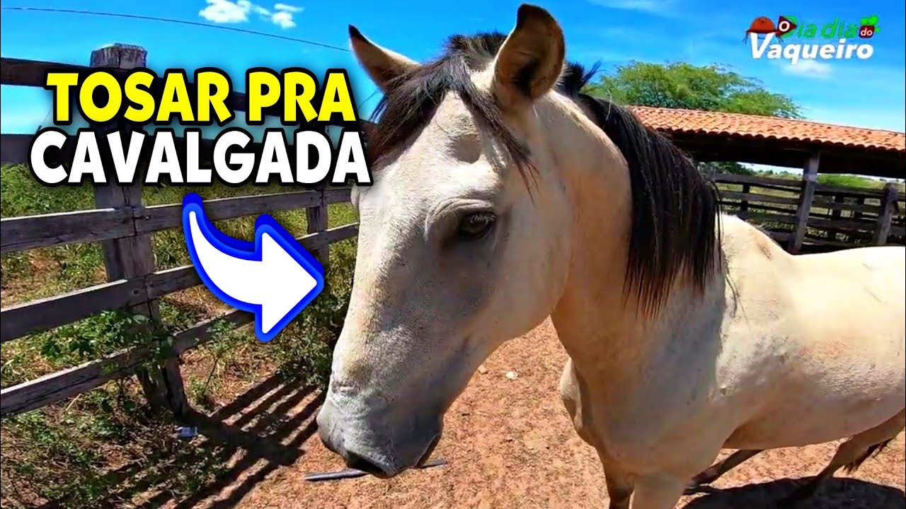 TOSEI BAIÃO PRA CAVALGADA | CAVALO VEI TA DOIDO QUAIS NÃO DEIXA PEGAR - o dia dia do vaqueiro.