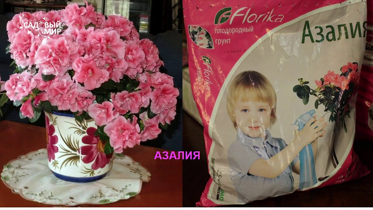 Все секреты роскошных азалий | Как подобрать правильный грунт для посадки рододендрона