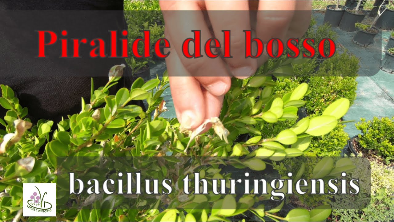 Difesa naturale dalle larve con Bacillus Thuringensis