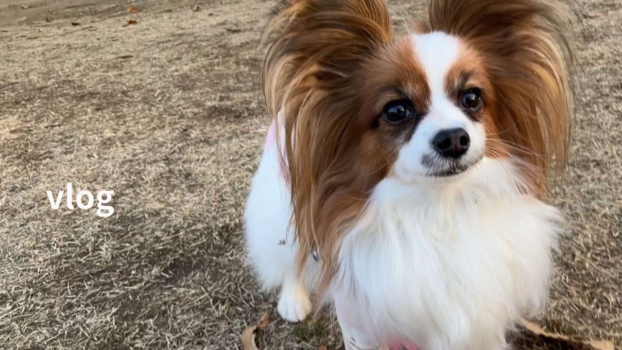 年末もマイペースにお散歩を楽しむ愛犬が可愛いのでご覧ください♡